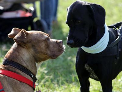 farmaci agli animali domestici