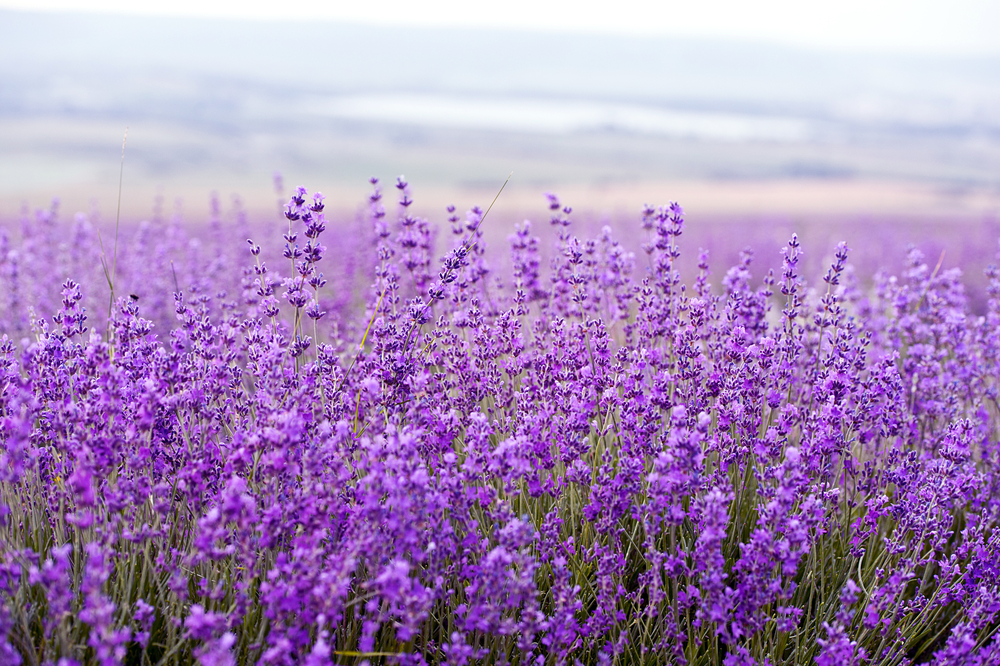 Long Covid lavanda