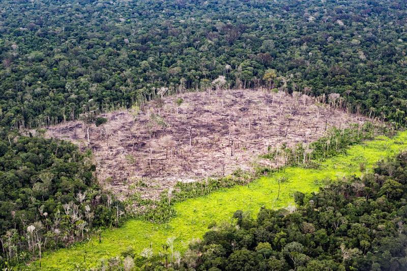 cop 26 deforestazione