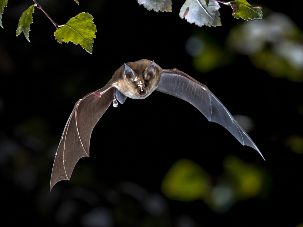 Covid pipistrelli