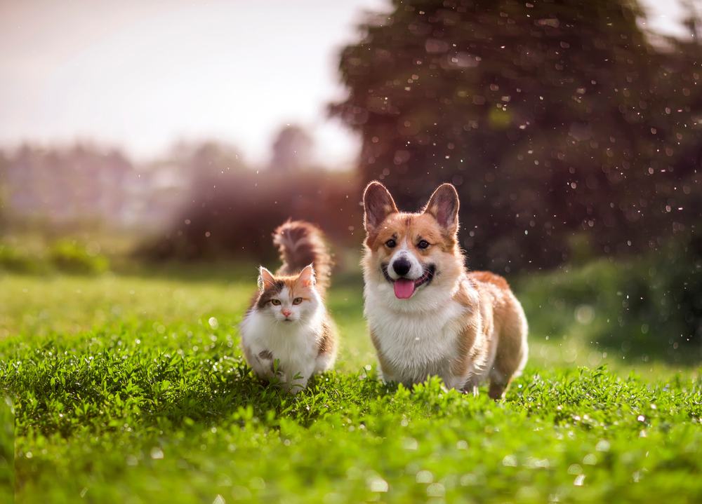 cani e gatti