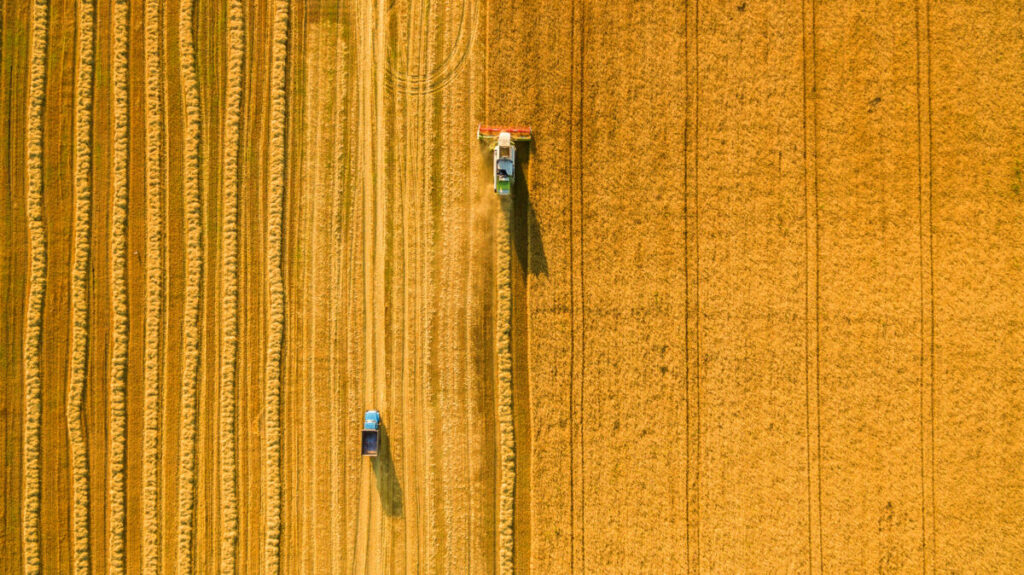 materie prime, grano riso cibo agricoltura agroalimentare agricoltura