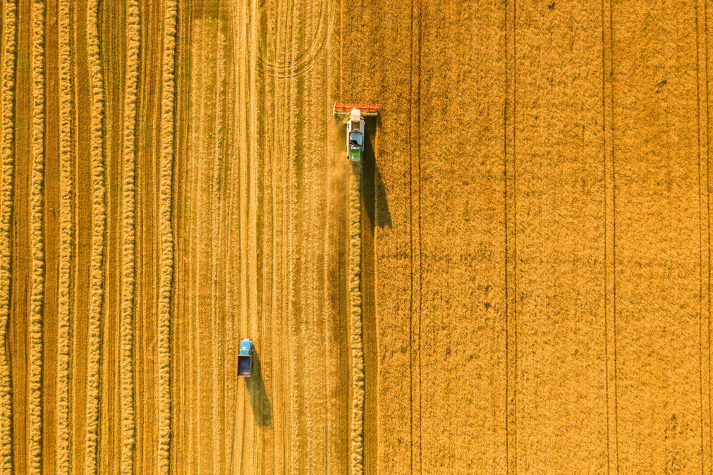 materie prime, grano riso cibo agricoltura agroalimentare agricoltura