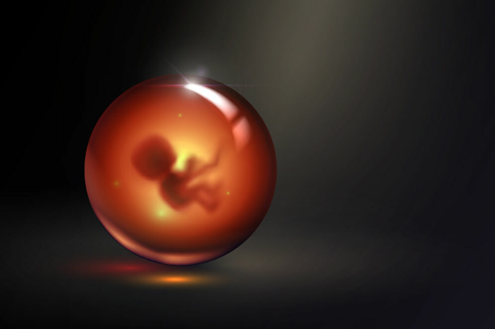 fecondazione embrione