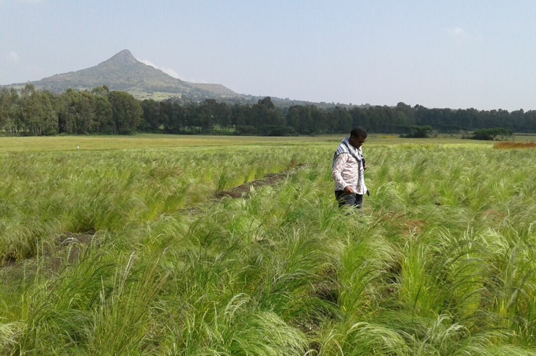 campo di teff