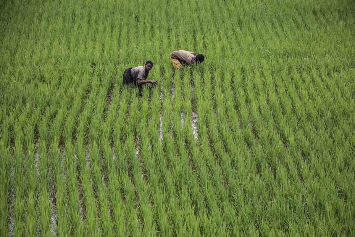 africa agricoltura