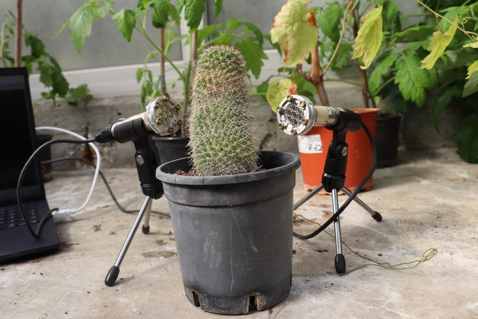 cactus e microfoni Tel Aviv University