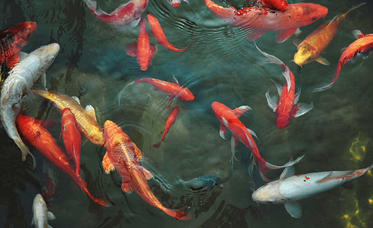 Golden carps and koi fishes in the pond