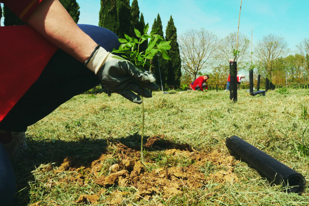 riforestazione carbon offsetting ambiente esg sostenibilità