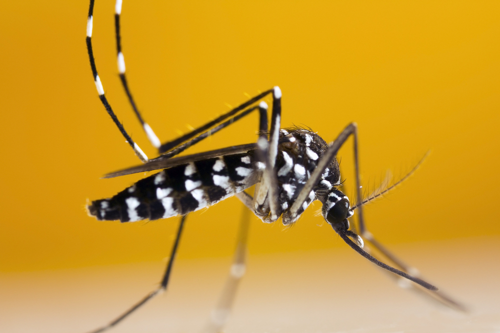 chikungunya