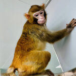 scimmia clonata Credit: Qiang Sun