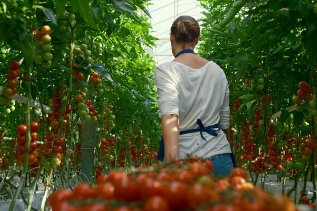 Farmer,Cherry,Tomato,Harvest,Plantation,Industry.,Back,View,Woman,Professional