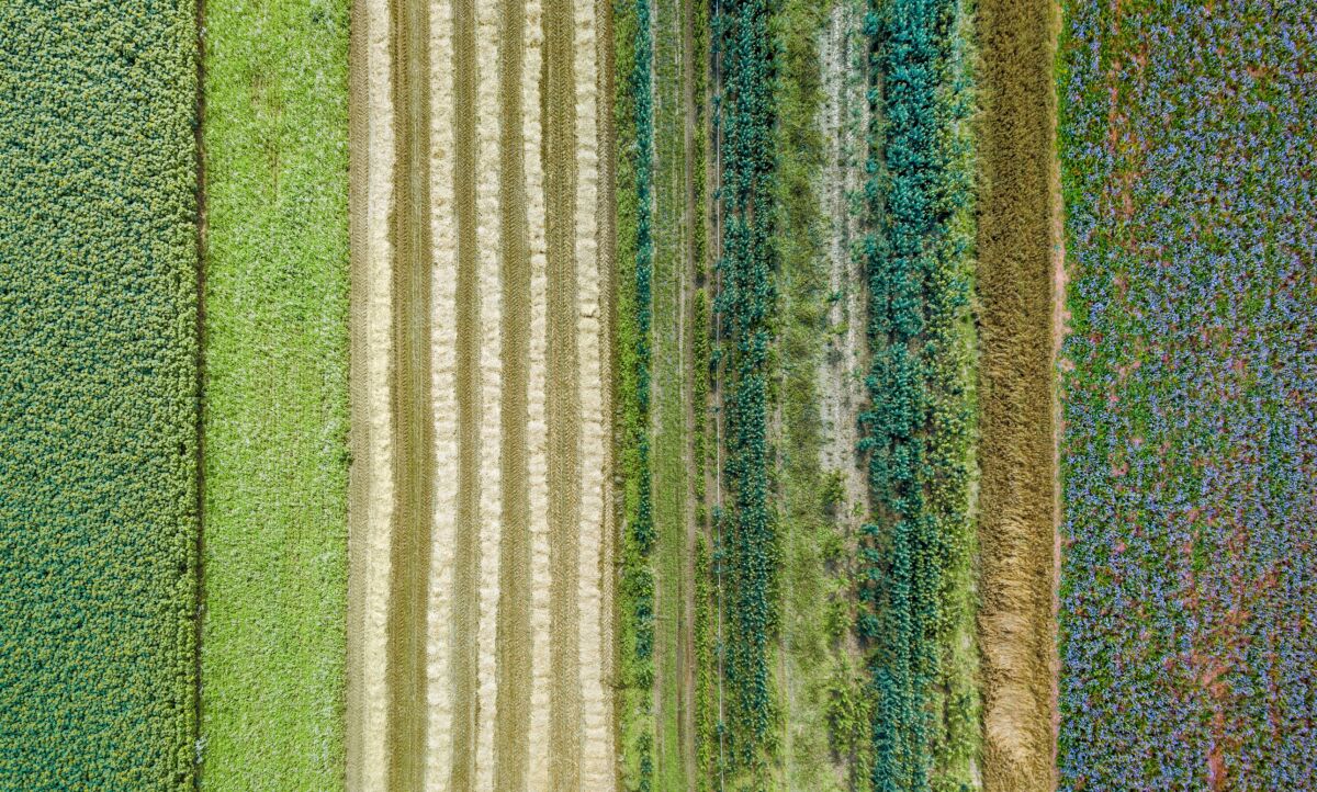 Aerial,Drone,Image,Of,Fields,With,Diverse,Crop,Growth,Based