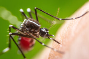 zanzara dengue