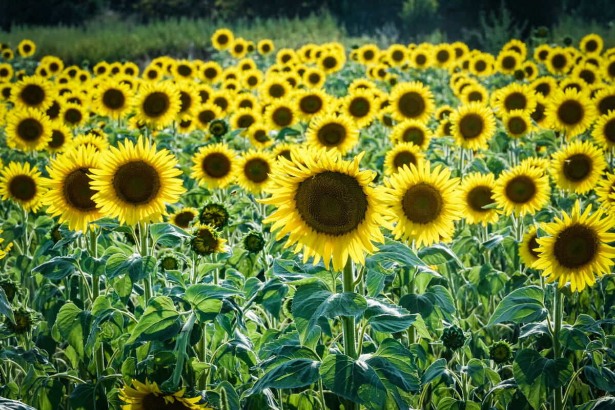 disabilità girasoli