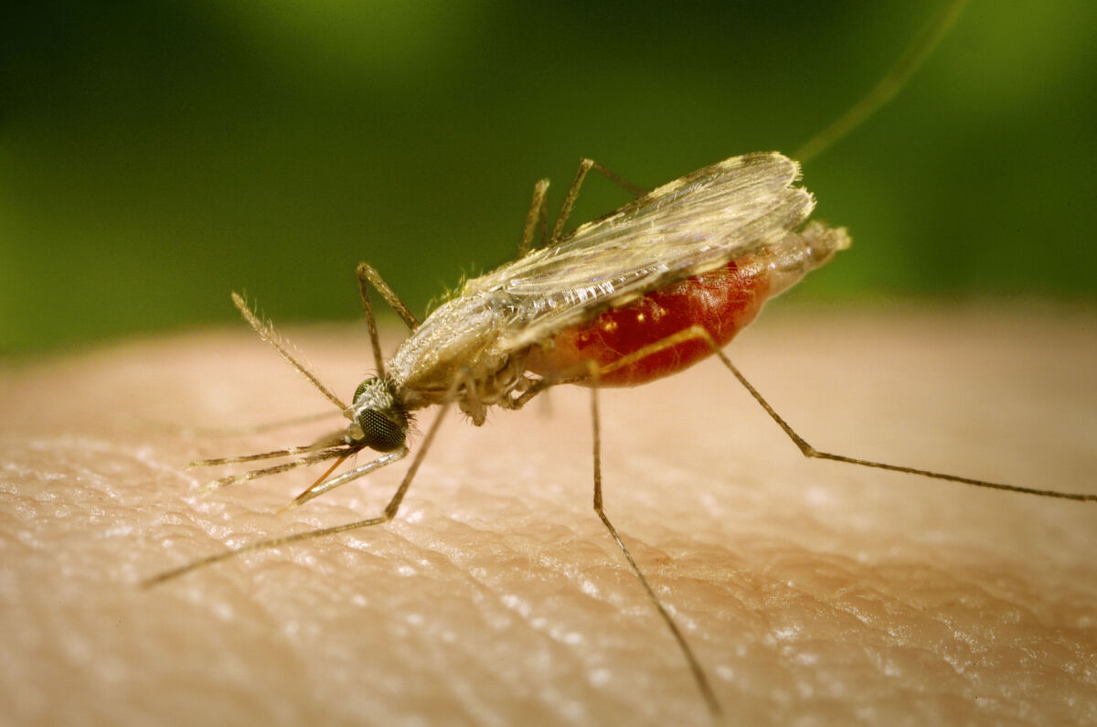 zanzara malaria