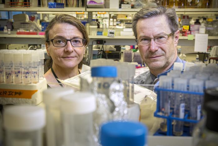 Fred Hutch virologists Martine Aubert, PhD, and Keith Jerome, MD, PhD, are doing laboratory experiments to develop a gene therapy aimed at curing herpes