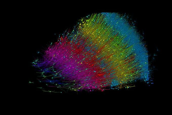 Cervello Six layers of excitatory neurons color-coded by depth. CREDIT Google Research and Lichtman Lab