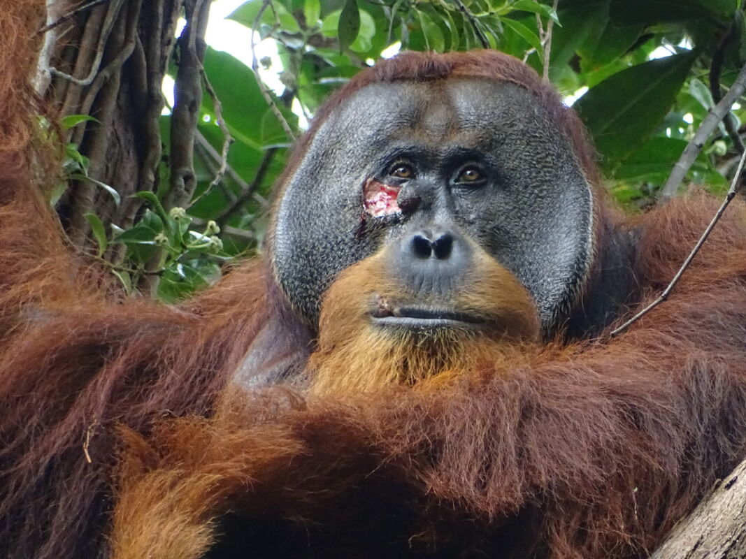 L'orango Rakus (photo taken two days before applying the plant mesh to the wound). CREDIT Armas / Suaq Project