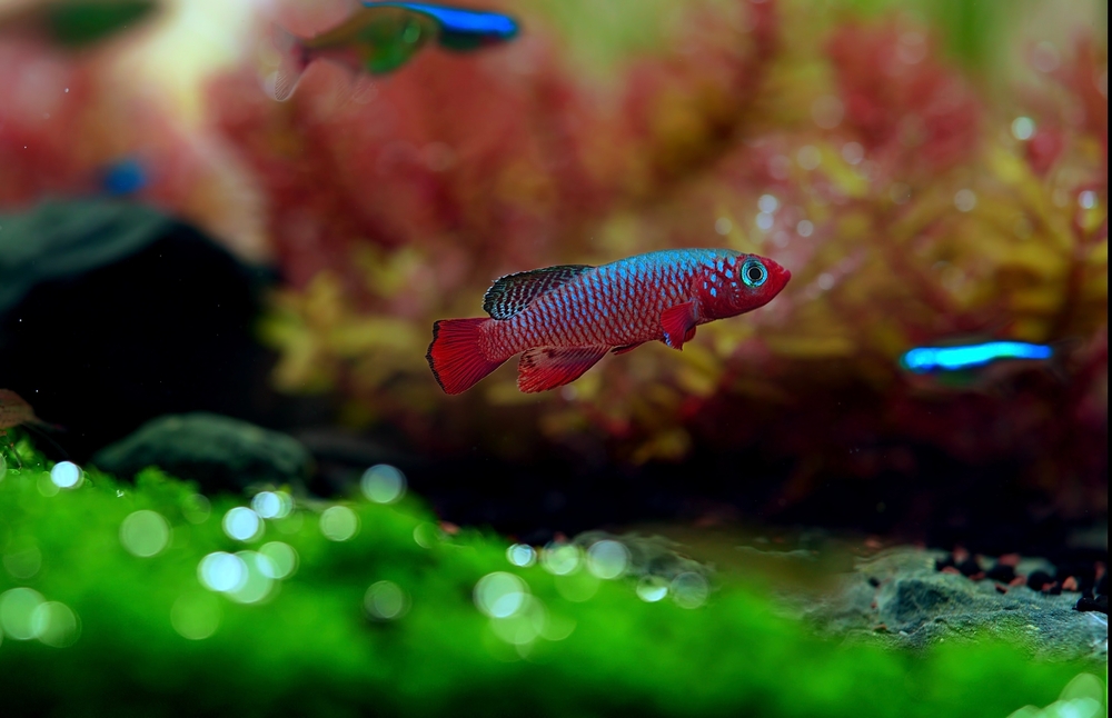 killifish