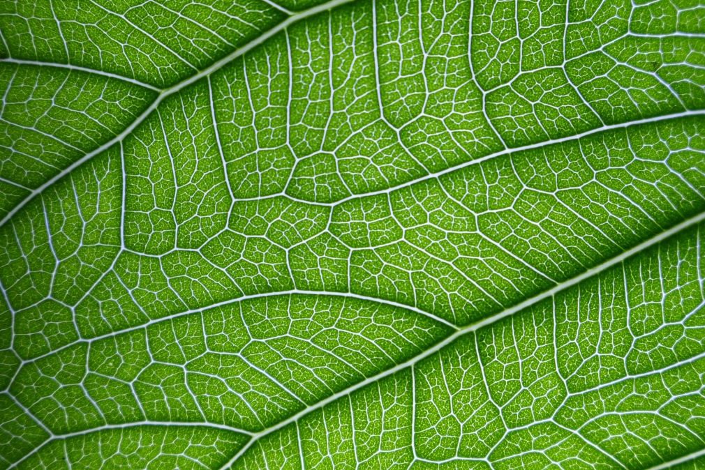 Atmosmart è un dispositivo per l'agritech che replica il comportamento delle foglie.