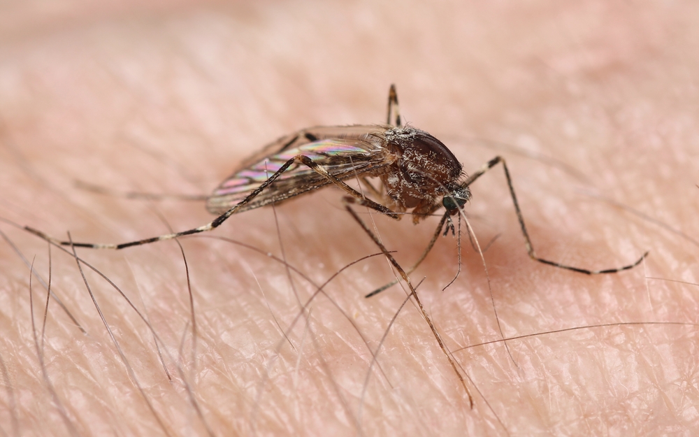 zanzara West Nile Virus