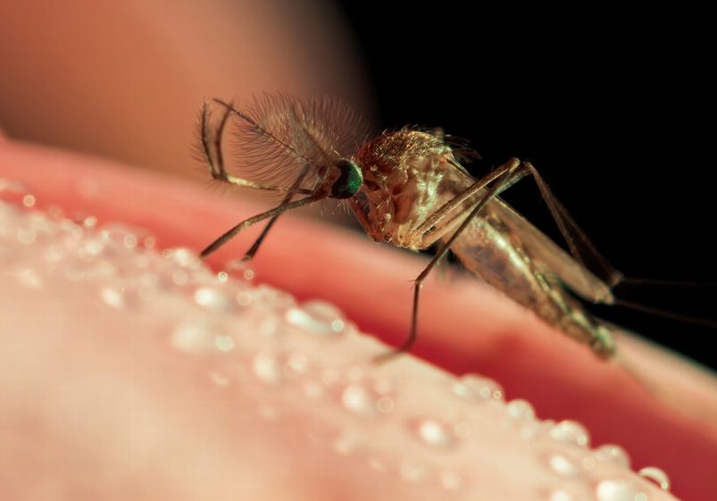 West Nile virus zanzare