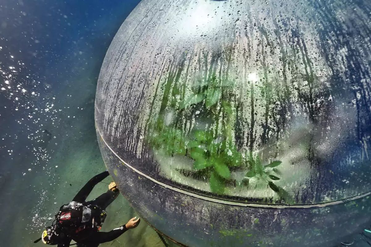 Nemo's Garden, il primo sistema di agricoltura subacquea al mondo.