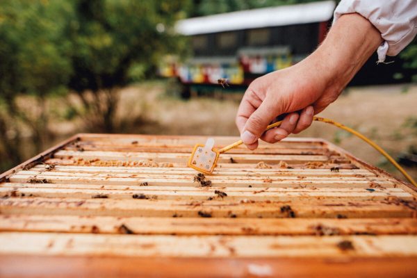 3Bee Hive-Tech