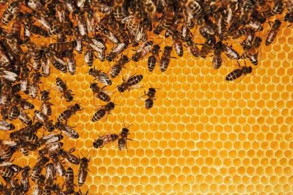 Natural lighting. Detailed view of honeycomb full of bees. Conception of apiculture.