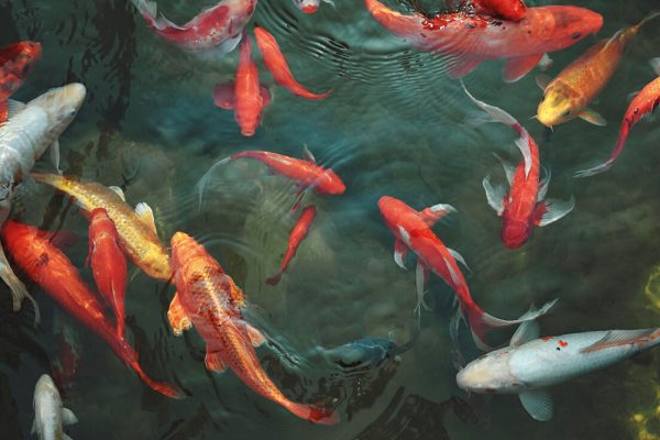 Golden carps and koi fishes in the pond