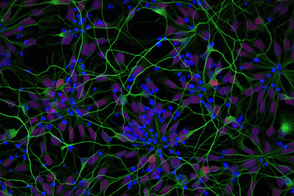 cellule