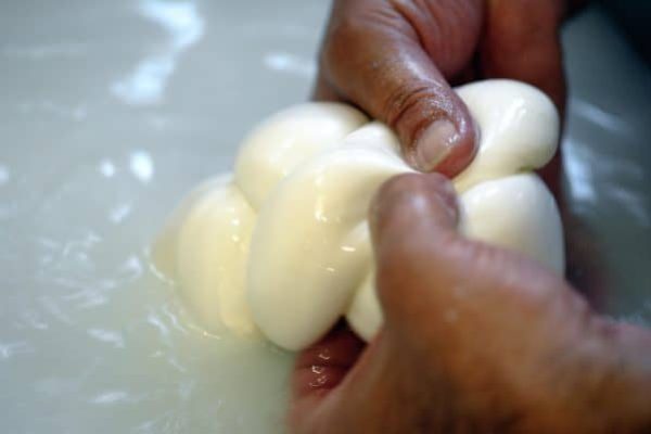 Consorzio mozzarella di bufala campana dop