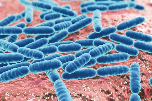 Bacteria Lactobacillus, gram-positive rod-shaped lactic acid bacteria which are part of normal flora of human intestine are used as probiotics and in yoghurt production, close-up view