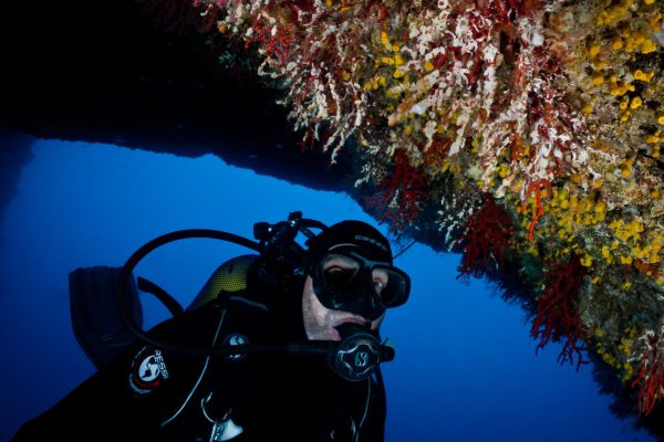 Red coral mortality