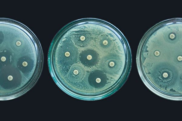 Antimicrobial resistance susceptibility tests by diffusion kirby bauer