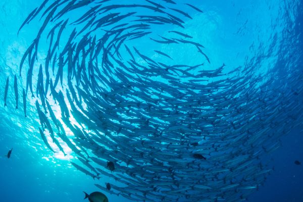 A,Swirling,Tornado,Of,Barracuda,In,Blue,Water,Above,A