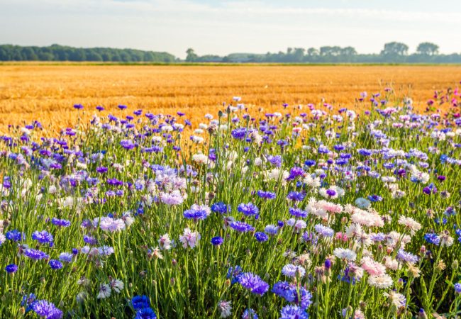 biodiversita-unione-europea-restoration-law