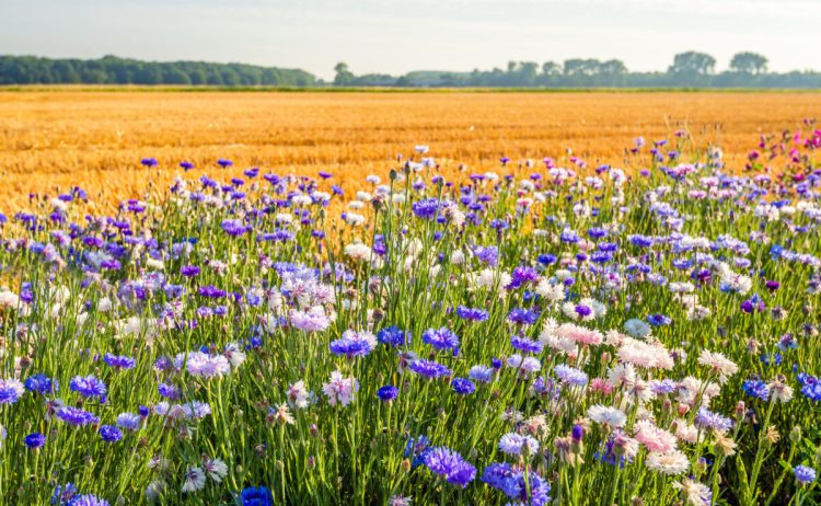 biodiversita-unione-europea-restoration-law