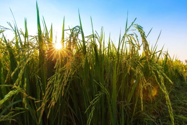 Ears,Of,Rice,In,Rice,Filed,In,Beautiful,Sunset