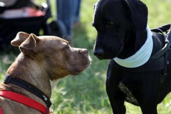 farmaci agli animali domestici