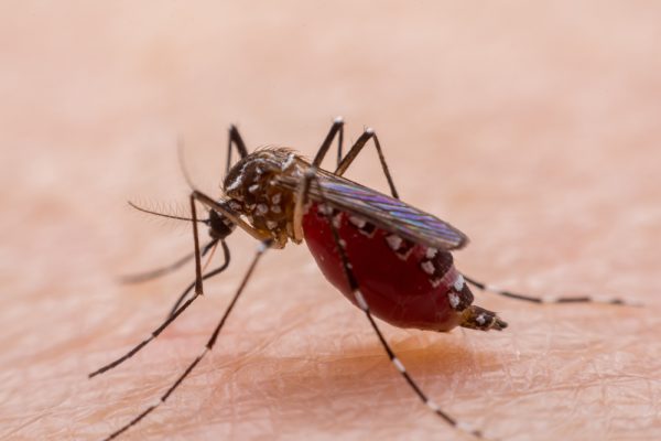 Dengue, zanzara