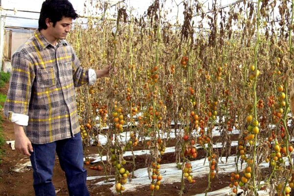 20050630 - ROMA - CRO -  MALTEMPO: CIA, DANNI ALL'AGRICOLTURA PER 4 MLD EURO -                            Un agricoltore mostra i danni arrecati dal maltempo al proprio raccolto in una foto d'archivio del 31 gennaio 2005. Dopo la siccita' dei giorni scorsi, sul Nord Italia si sono scatenati grossi temporali, tanto che la CIA - Confederazione italiana agricoltori - oltre  a chiedere lo stato di calamita' naturale ha richiesto la convocazione di un Tavolo di confronto con il Governo profilando un disastro peggiore di quello del 2003.  RAGONESE - SCARDINO / ANSA / RED