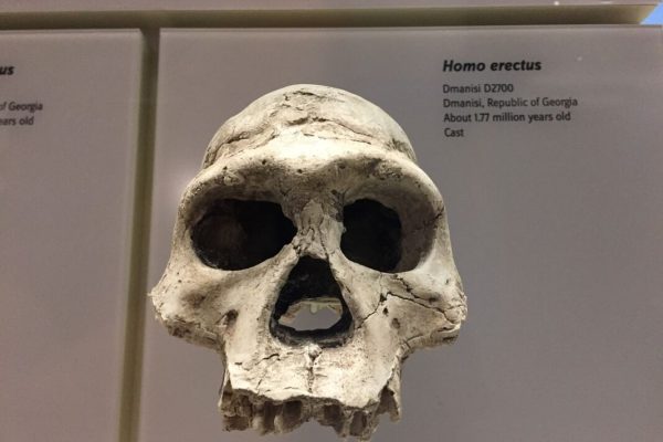 homo-erectus-2242425_1280