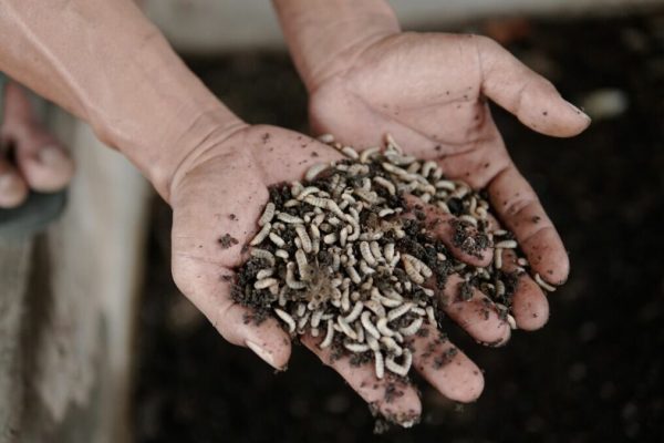 insetti mosche soldato nere mangime agricoltura allevatori allevamento