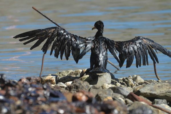 I danni causati dalla rottura di una tubazione della sede dello stabilimento petrolifero della 'Iplolm' a causa della quale il petrolio si è riversato nel torrente Polcevera che collega il porto di Genova con la Pianura Padana, 19 Aprile 2016 a Genova. ANSA/LUCA ZENNARO