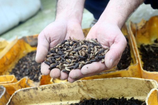 March 10, 2022, Gaza city, Gaza Strip, Palestinian Territory: Palestinian engineer Mohammad Al-Barniyah checks on the progress of the Black Soldier Slies farmed at a plastic greenhouse, in Gaza city on March 10, 2022. Al-Barniyah have been processing the larvae of the black soldier fly into high-quality protein meal and fat. They are one of the most beneficial flies in existence and are considered non-pests. The adult black soldier fly does not have mouthparts and does not feed upon waste. They do not bite, and as only the larva feed, are not associated with transmitting any diseases. Also, this species makes the breeding areas of houseflies less desirable  (Credit Image: © Rahaf Aziz/APA Images via ZUMA Press Wire)