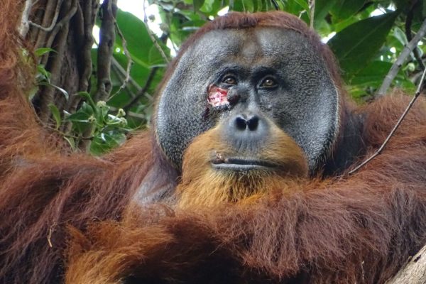 L'orango Rakus (photo taken two days before applying the plant mesh to the wound). CREDIT Armas / Suaq Project