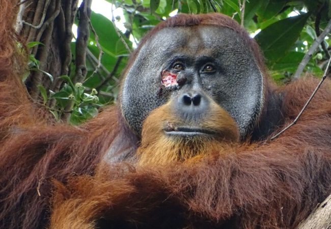 L'orango Rakus (photo taken two days before applying the plant mesh to the wound). CREDIT Armas / Suaq Project