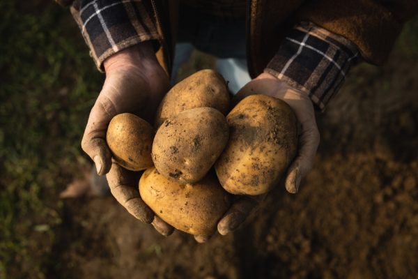 Cinematic,Close,Up,Shot,Of,Mature,Farmer's,Hands,Showing,Heap